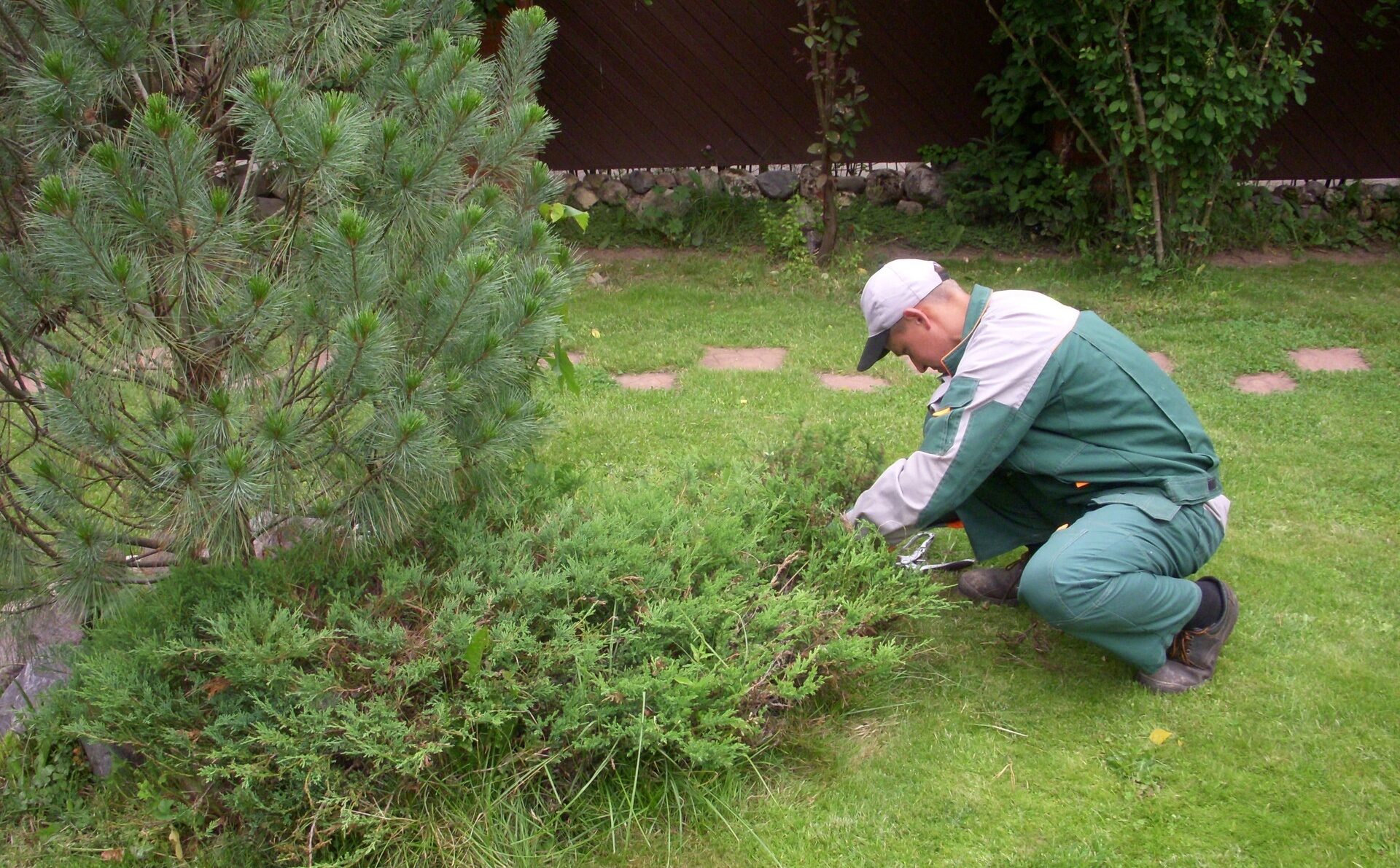 Обрезка хвойных недорого