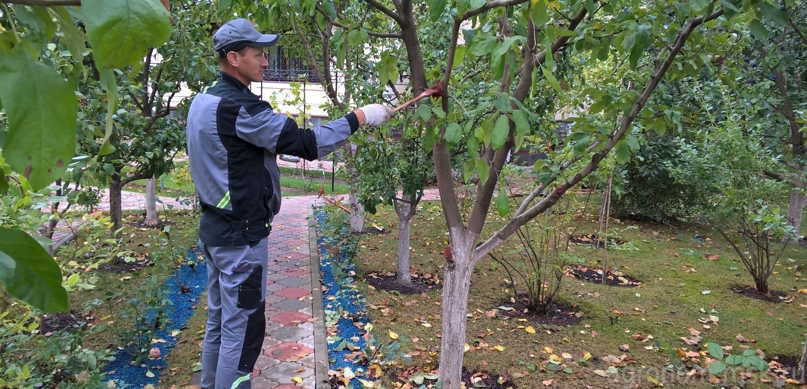 Обрезка абрикоса недорого