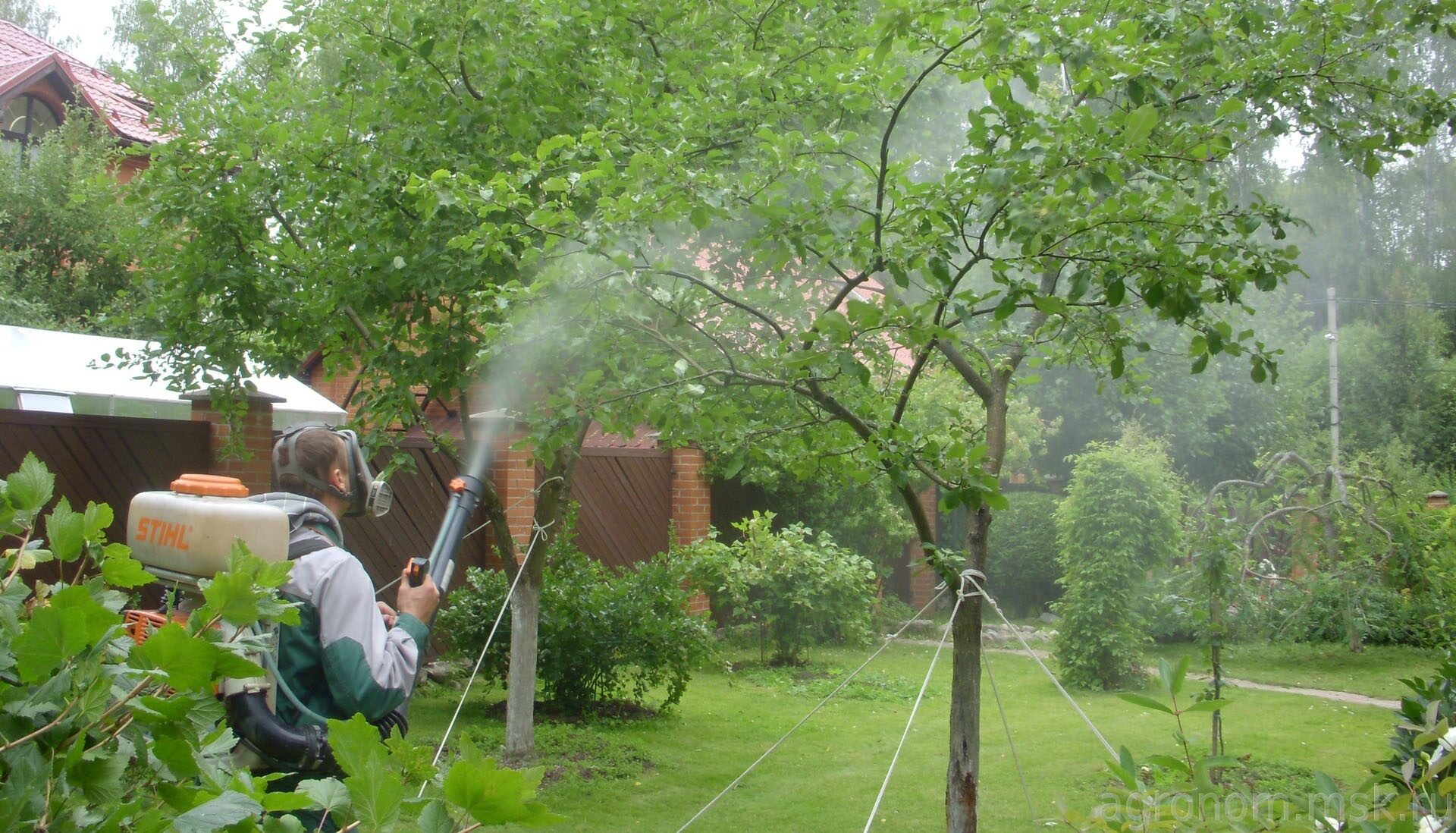 Обработка сада от тли