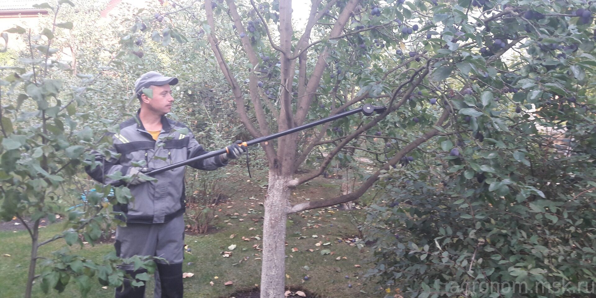 Обрезка сливы осенью