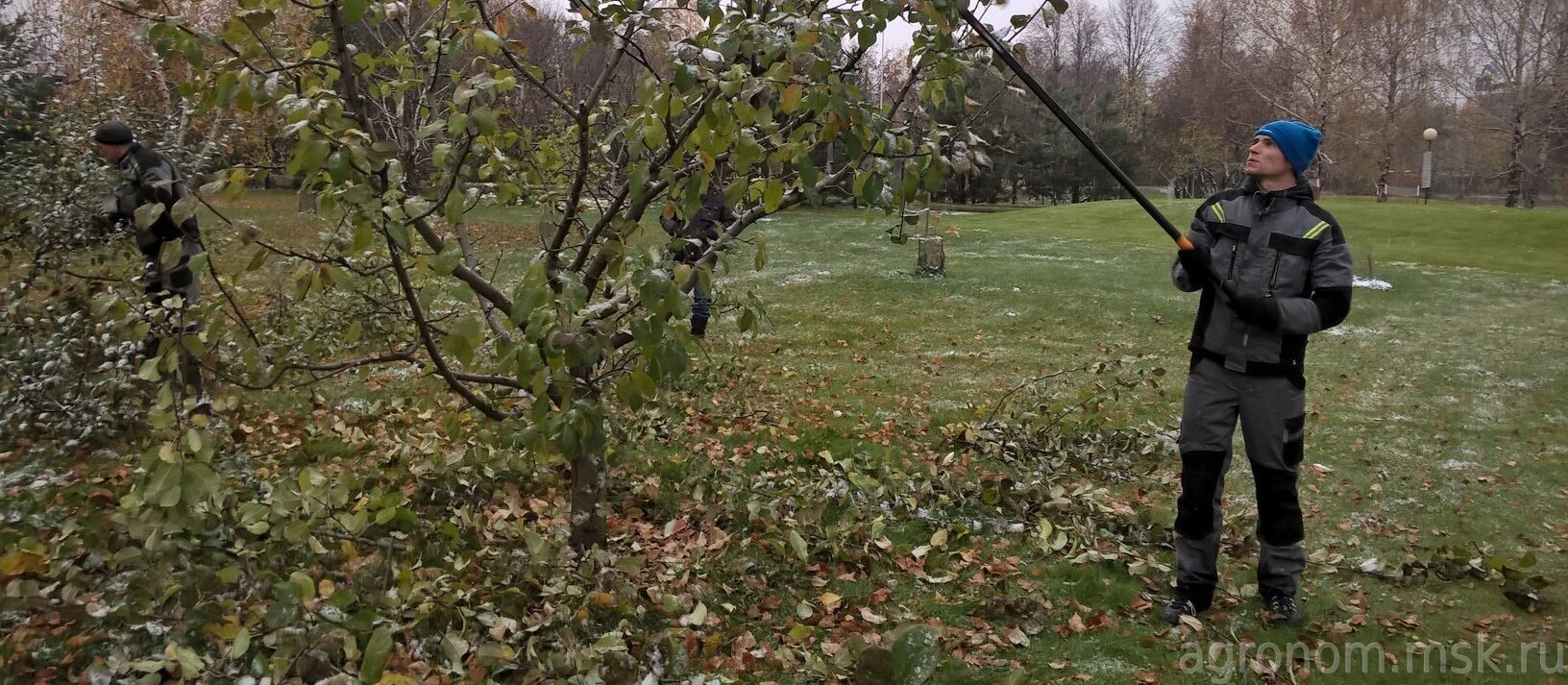 Обрезать яблоню недорого