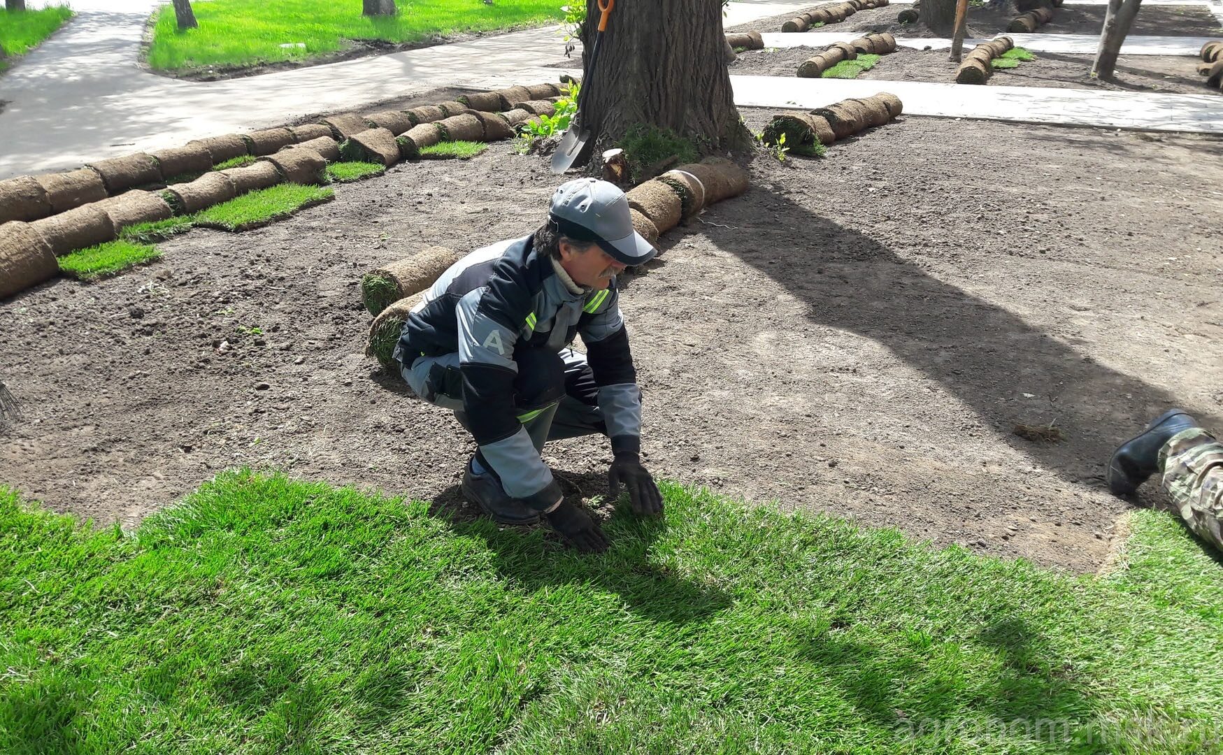 Рулонный газон заказать