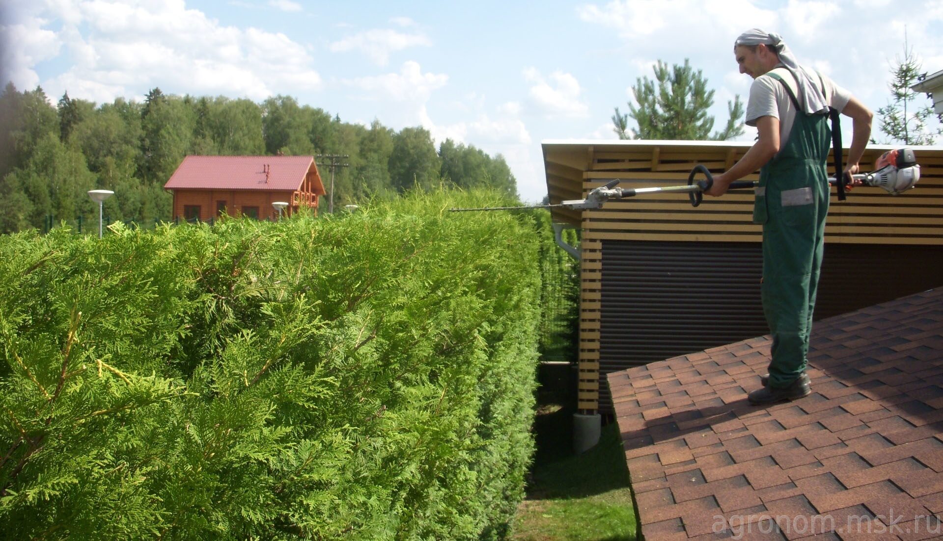 Стрижка туи брабант недорого