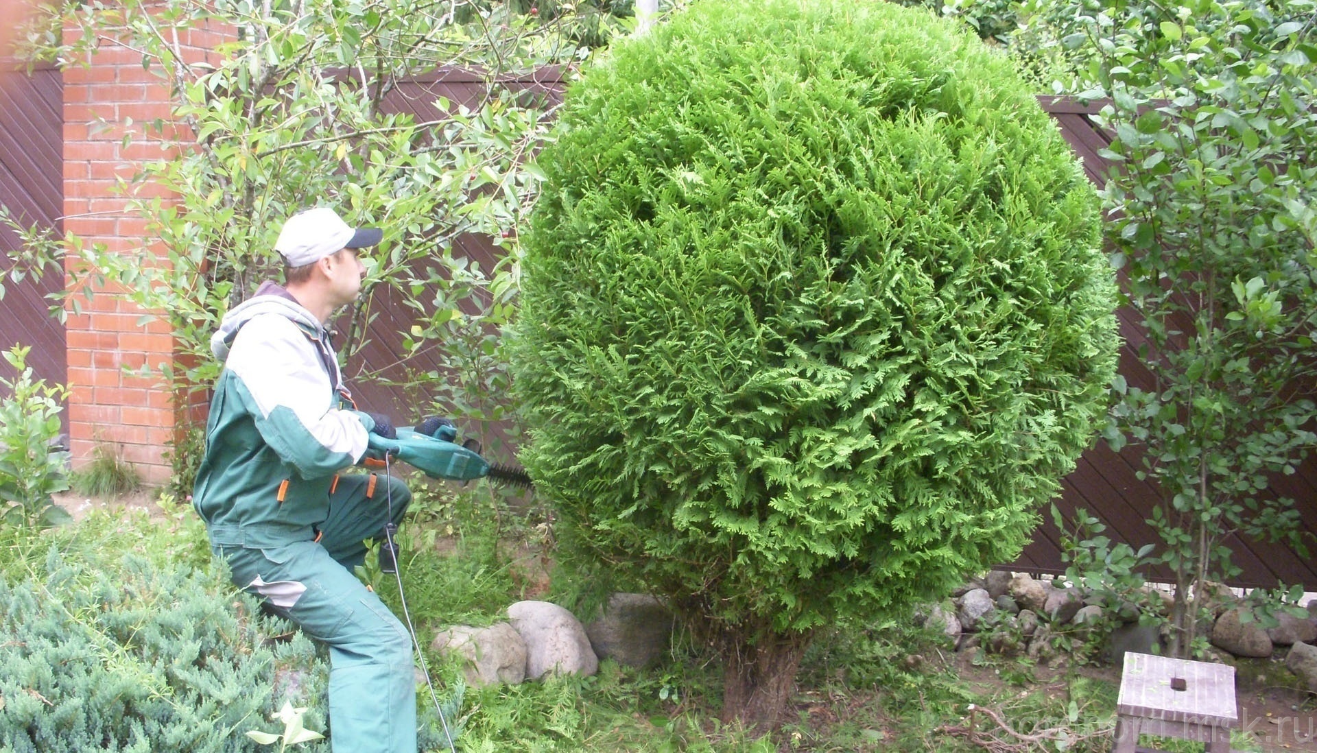 Заказать фигурную стрижку растений