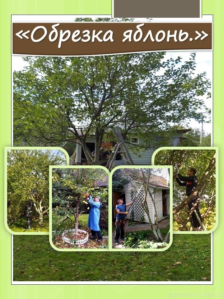 фото обрезка яблони от агронома