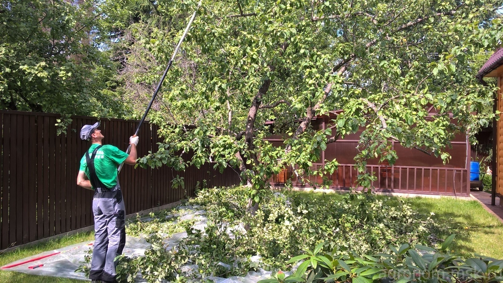 Обрезка плодовых летом