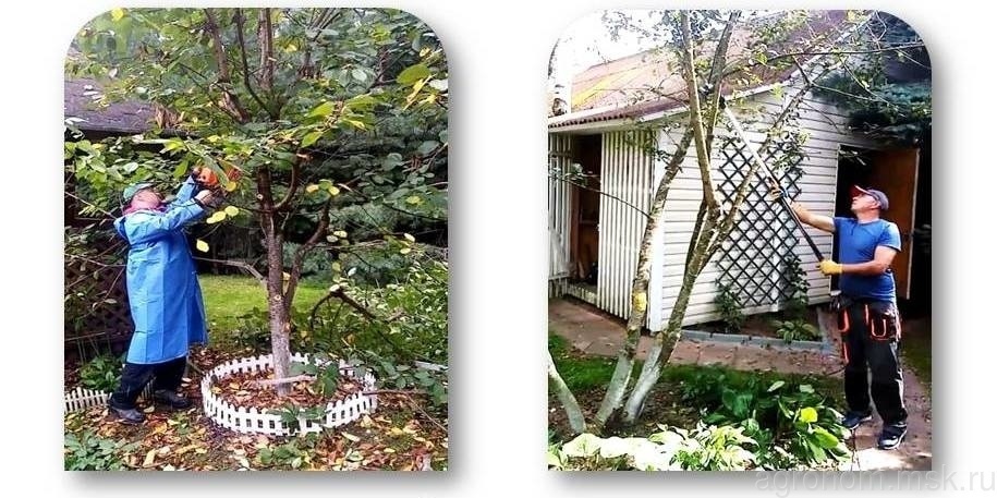 плодовые деревья обрезка