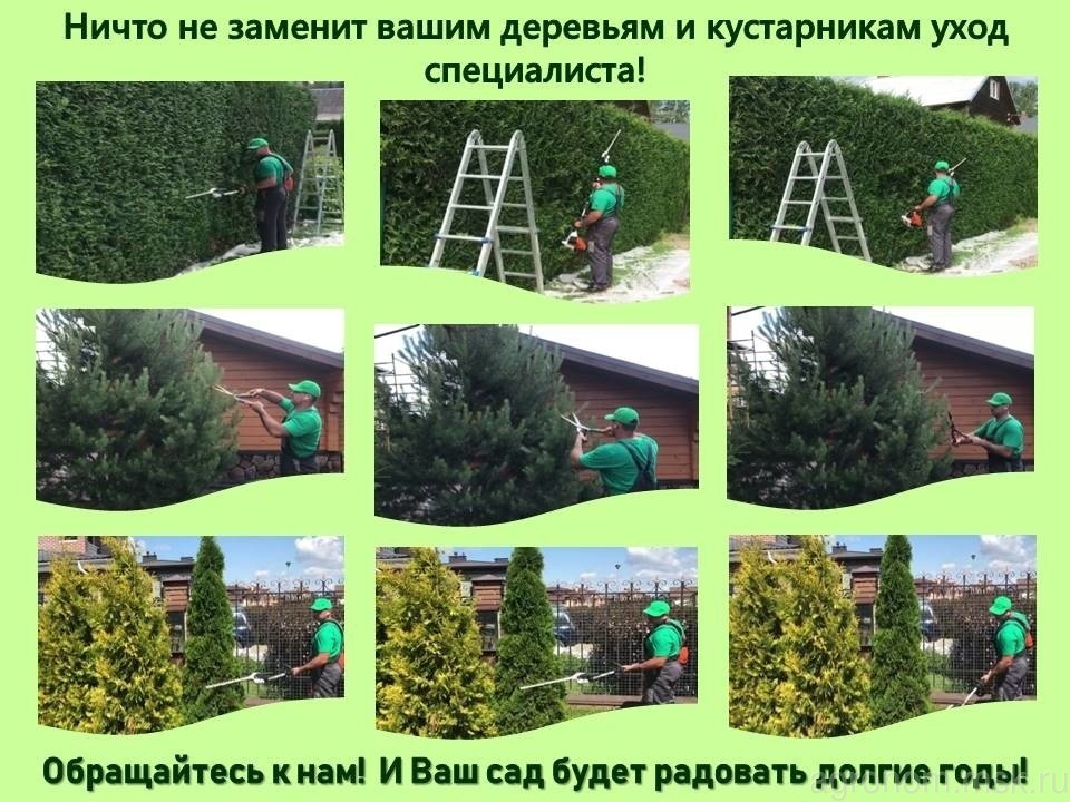 специалист по обрезке хвойных деревьев и кустарников в москве