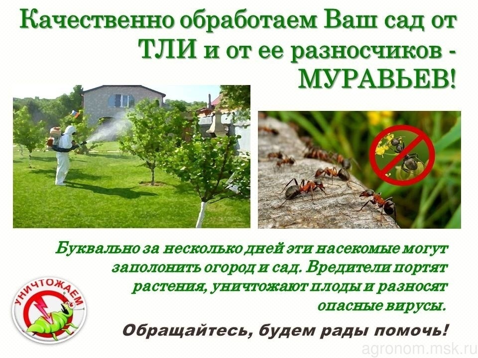 уничтожение тли на садовых растениях