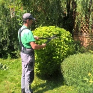 Стрижка живой изгороди