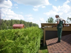 Стрижка изгороди 4