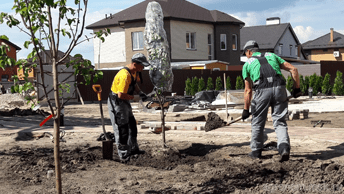 Посадка деревьев и ягодных кустарников 