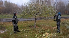 Обрезка яблони 2