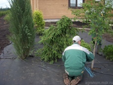 Посадка деревьев плодовых 1