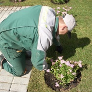 Посадка цветов