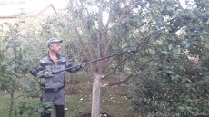 Обрезка слив 2