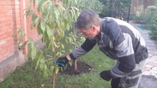 Обрезка саженцев 1