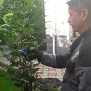 Услуги приходящего садовника