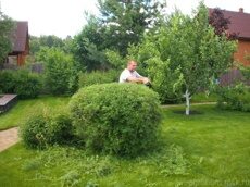 Обрезка кустарников 1