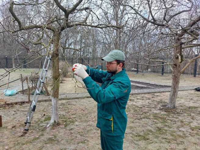 Обрезка и формирование деревьев