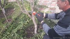 Обрезка слив 1