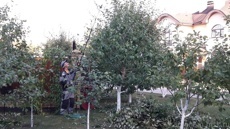 Обрезка яблони 3