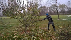 Обрезка яблони 1