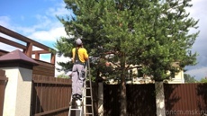 Обрезка сосны ели 2