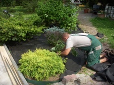 Посадка деревьев плодовых 2