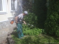 Обрезка хвойных 1