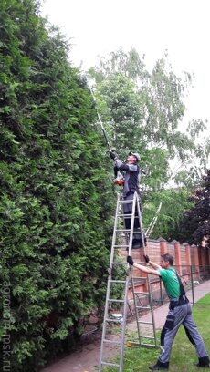Обрезка изгороди 8