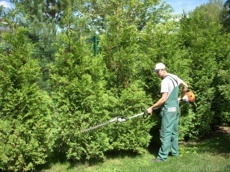 Обрезка изгороди 6