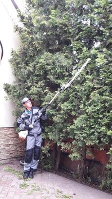Обрезка декоративных деревьев 2
