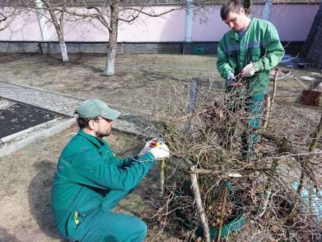 Обрезка и формирование кустарников