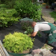 Посадка деревьев и кустарников