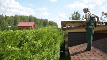 Обрезка и стрижка живой изгороди 