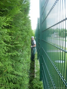 Стрижка изгороди 1