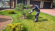 Обрезка сосны ели 1