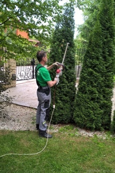 Стрижка туи брабант  1