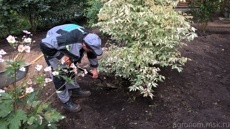 Уход за садом 2