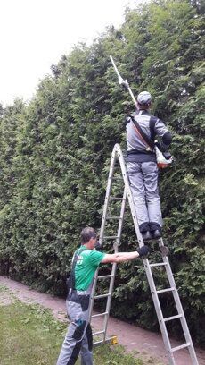 Обрезка изгороди 7