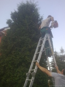 Обрезка декоративных деревьев 1