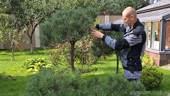 Обрезка декоративных деревьев