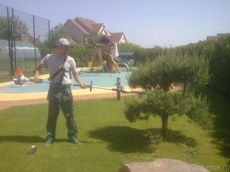 Обрезка сосны ели 3