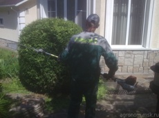 Обрезка хвойных 2