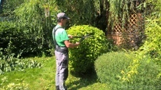 Обрезка кустарников 6